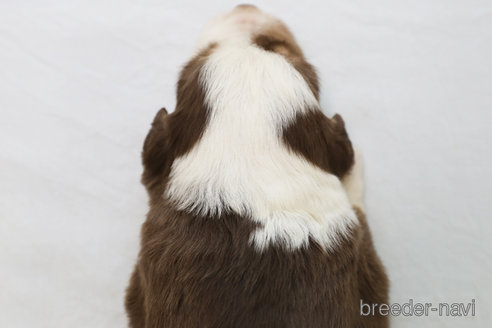 成約済の神奈川県のボーダーコリー-319174の3枚目